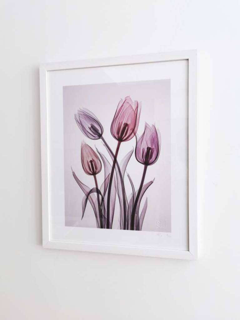 チューリップ  GENUS TULIPA, #2/25 - Hugh Turvey