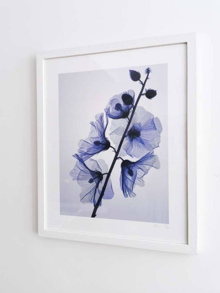 葵 GENUS ALCEA, #2/25 - Hugh Turvey