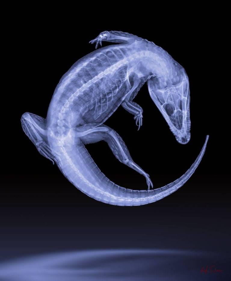 Dance By The Light Of The Moon - Hugh Turvey