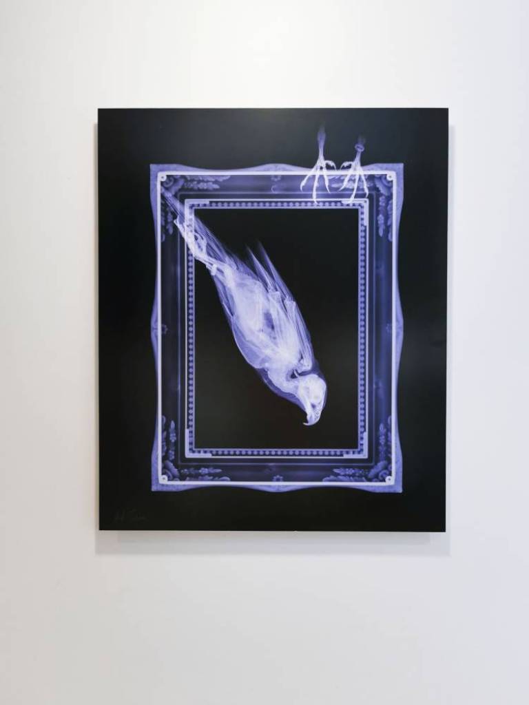 Freeze Frame - Hugh Turvey