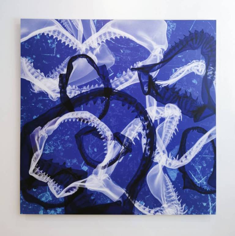 Frenzy - Hugh Turvey