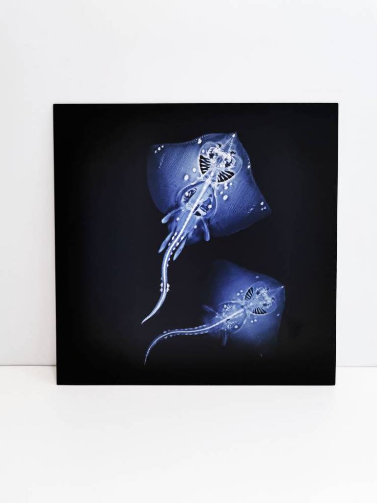 Male and Female Thornback - Hugh Turvey