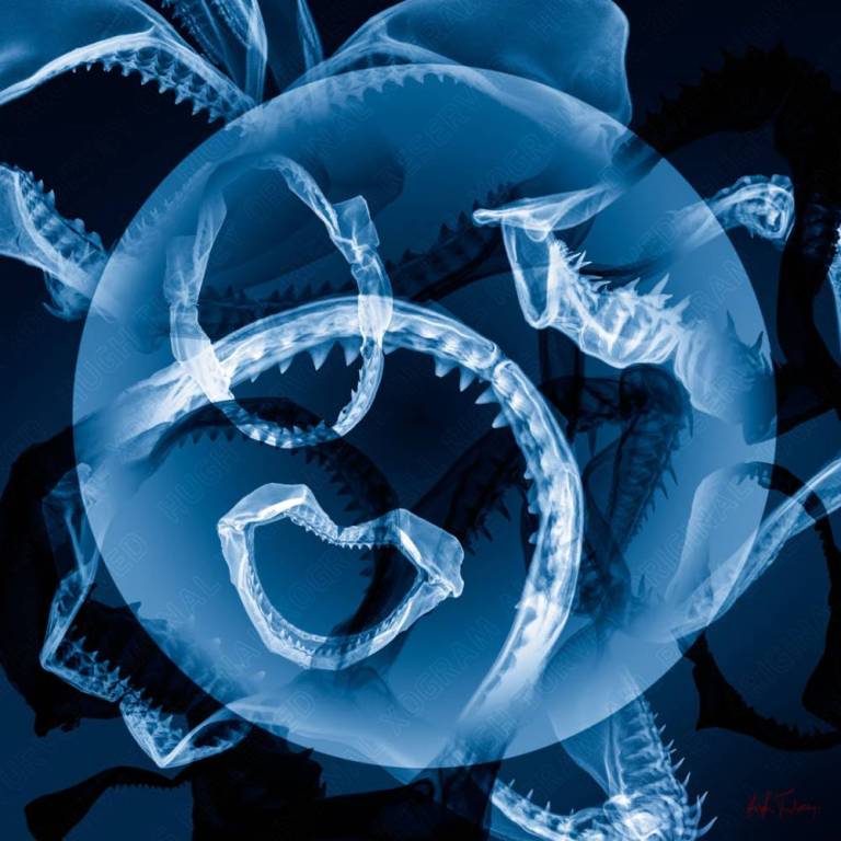 Too Many Mouths - Hugh Turvey