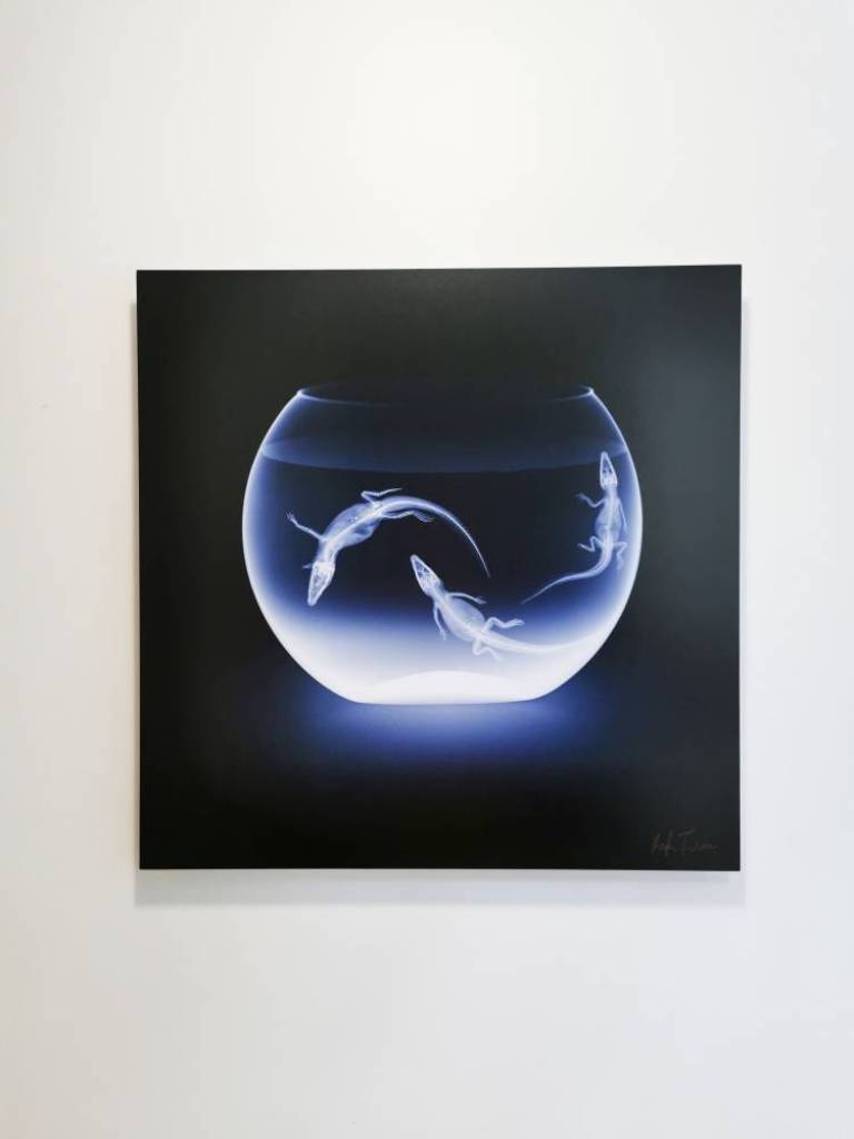 Air - Hatchlings - Hugh Turvey