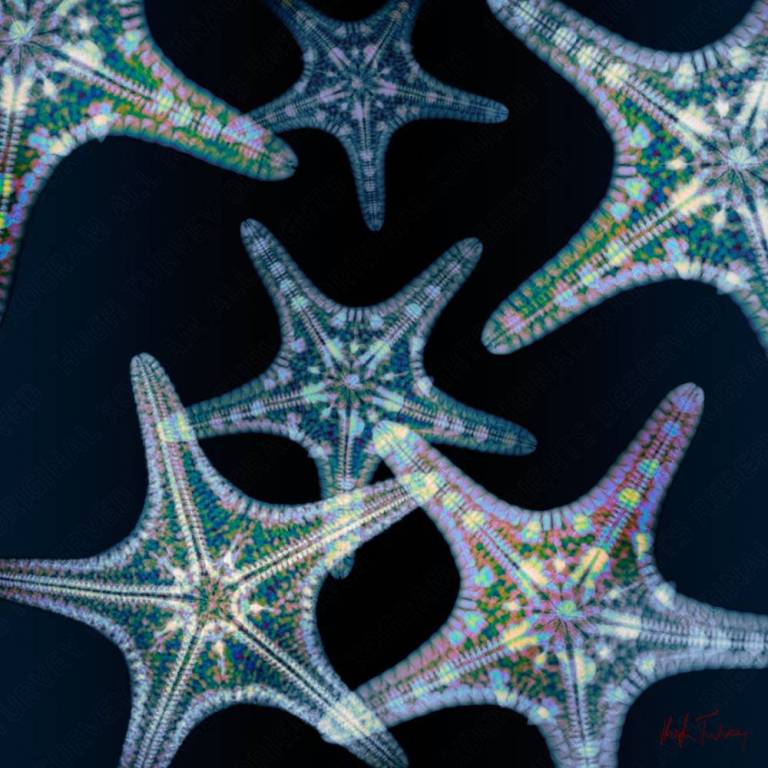 Echinoderms - Hugh Turvey