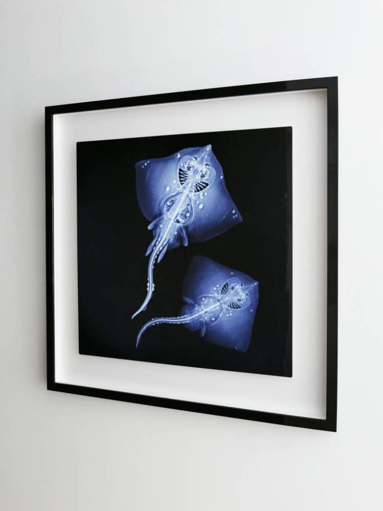 Thornback Rays ♀♂ - Hugh Turvey