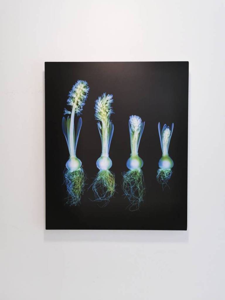 Hyacinth on Black - Hugh Turvey