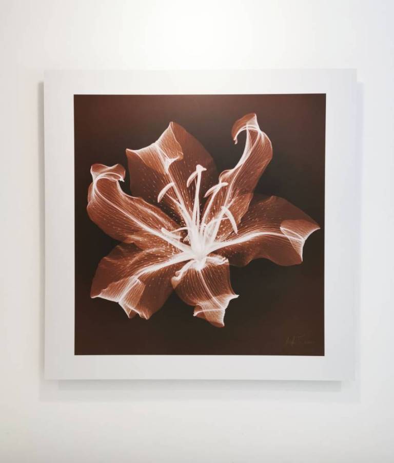 Laynes Lily - Hugh Turvey