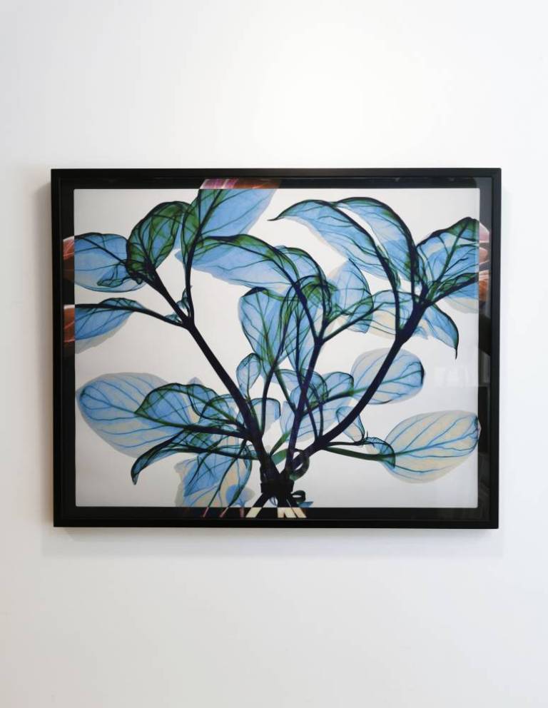 Tied Basil - Hugh Turvey