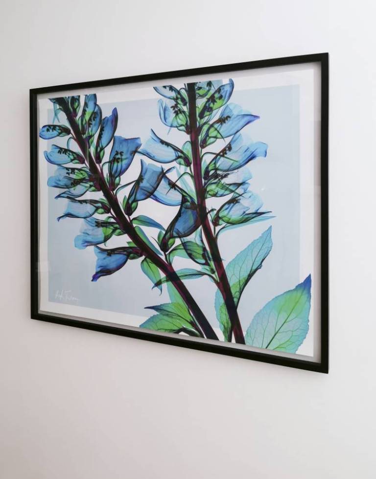 Digitalis On Blue - Hugh Turvey