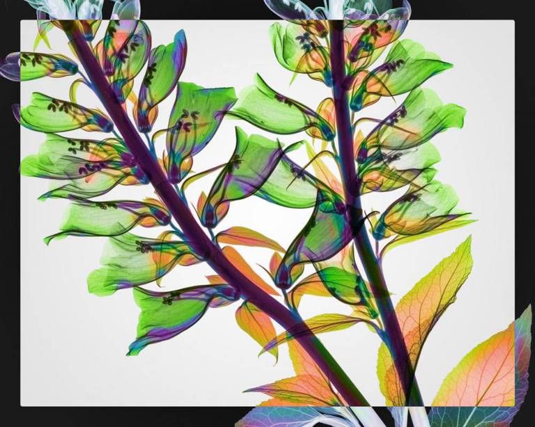 Digitalis - Hugh Turvey