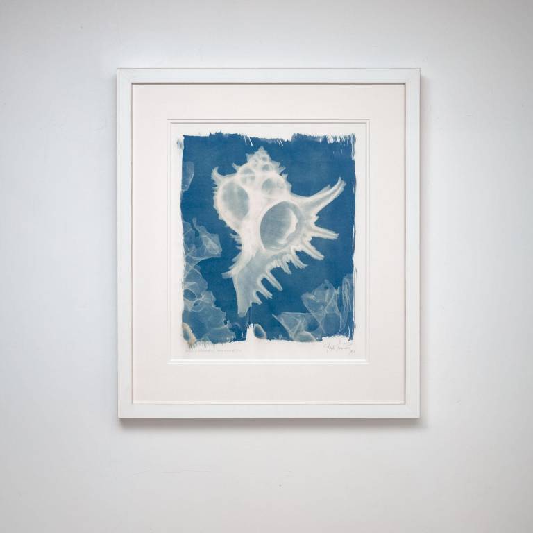 Chicoreus ramosus, X-ray Cyanotype - Hugh Turvey