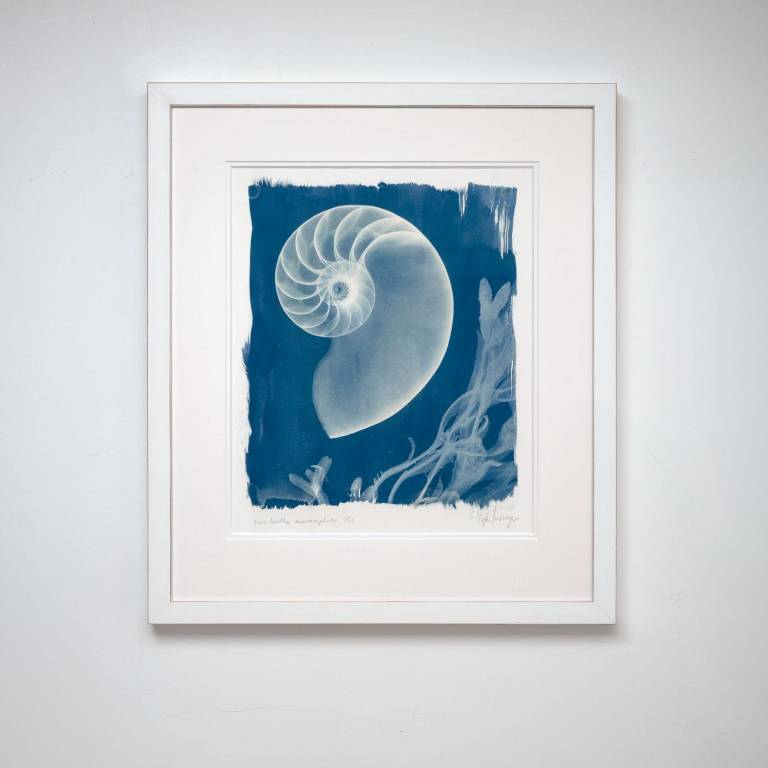 Nautilus macromphalus, x-ray cyanotype - Hugh Turvey