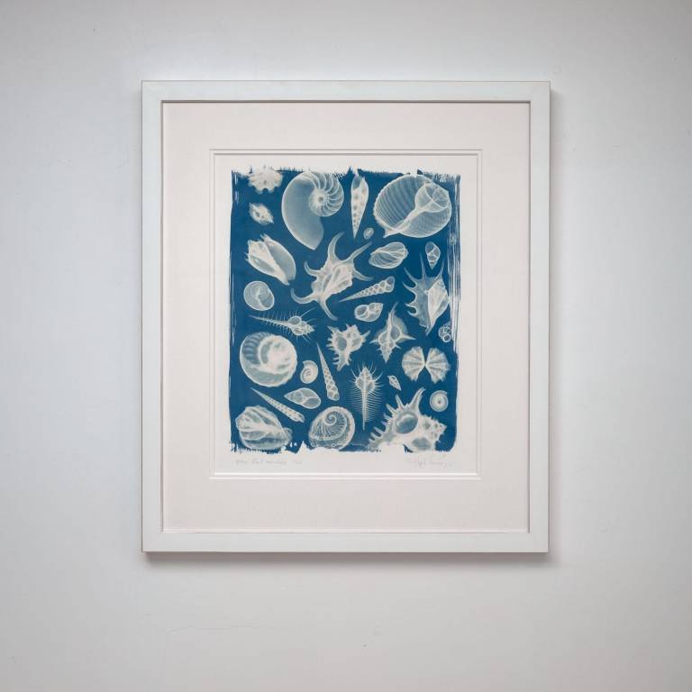 Shell Montage - Hugh Turvey