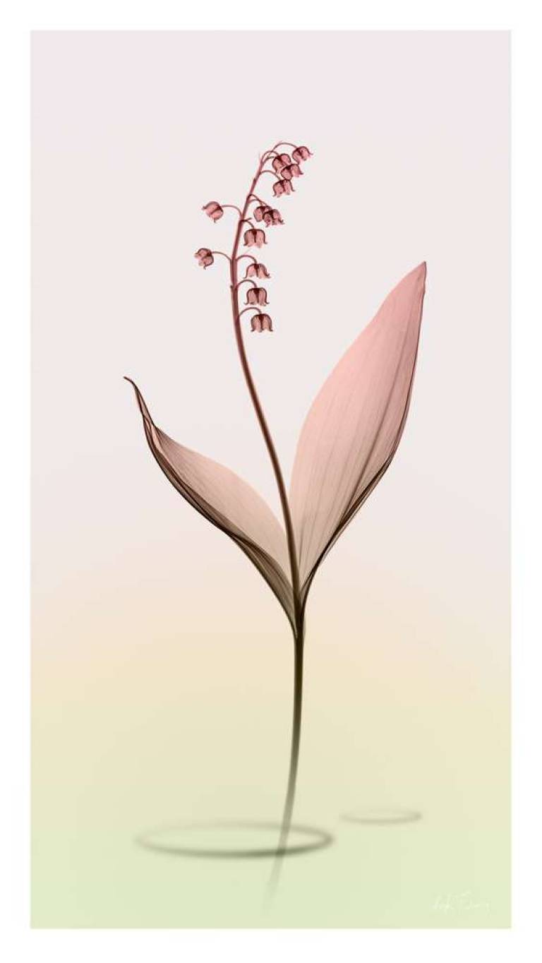 LOVEIIR #11 - Hugh Turvey