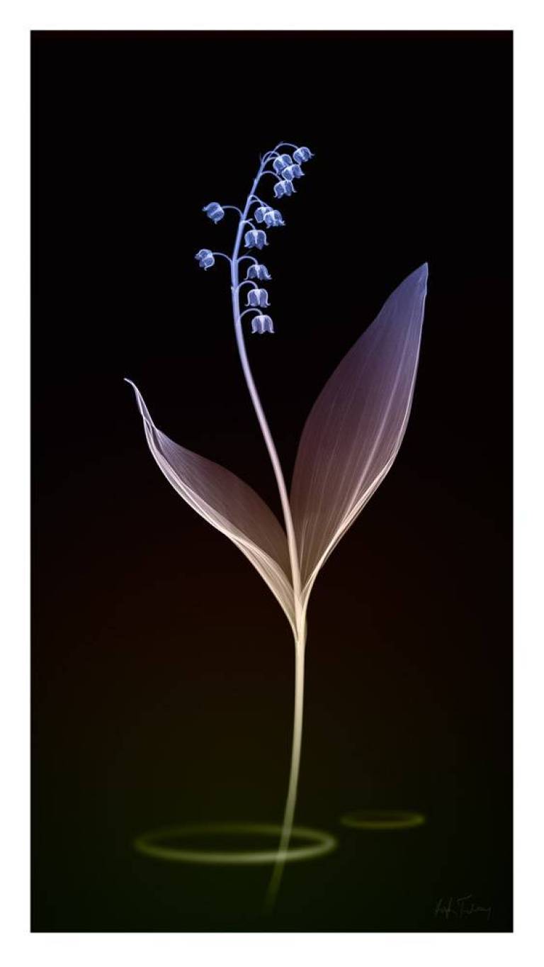 LOVEIIR #11 - Hugh Turvey