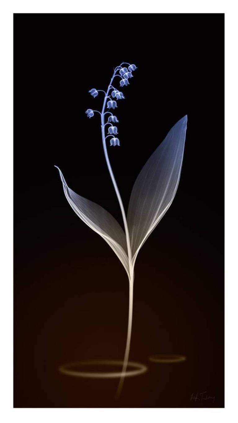 LOVEIIR #11 - Hugh Turvey