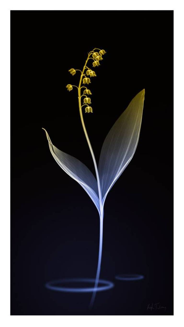 LOVEIIR #11 - Hugh Turvey