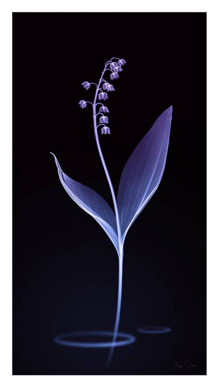 LOVEIIR #11 - Hugh Turvey