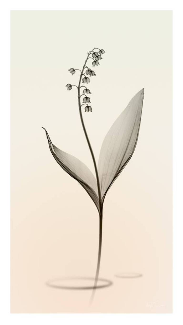 LOVEIIR #11 - Hugh Turvey