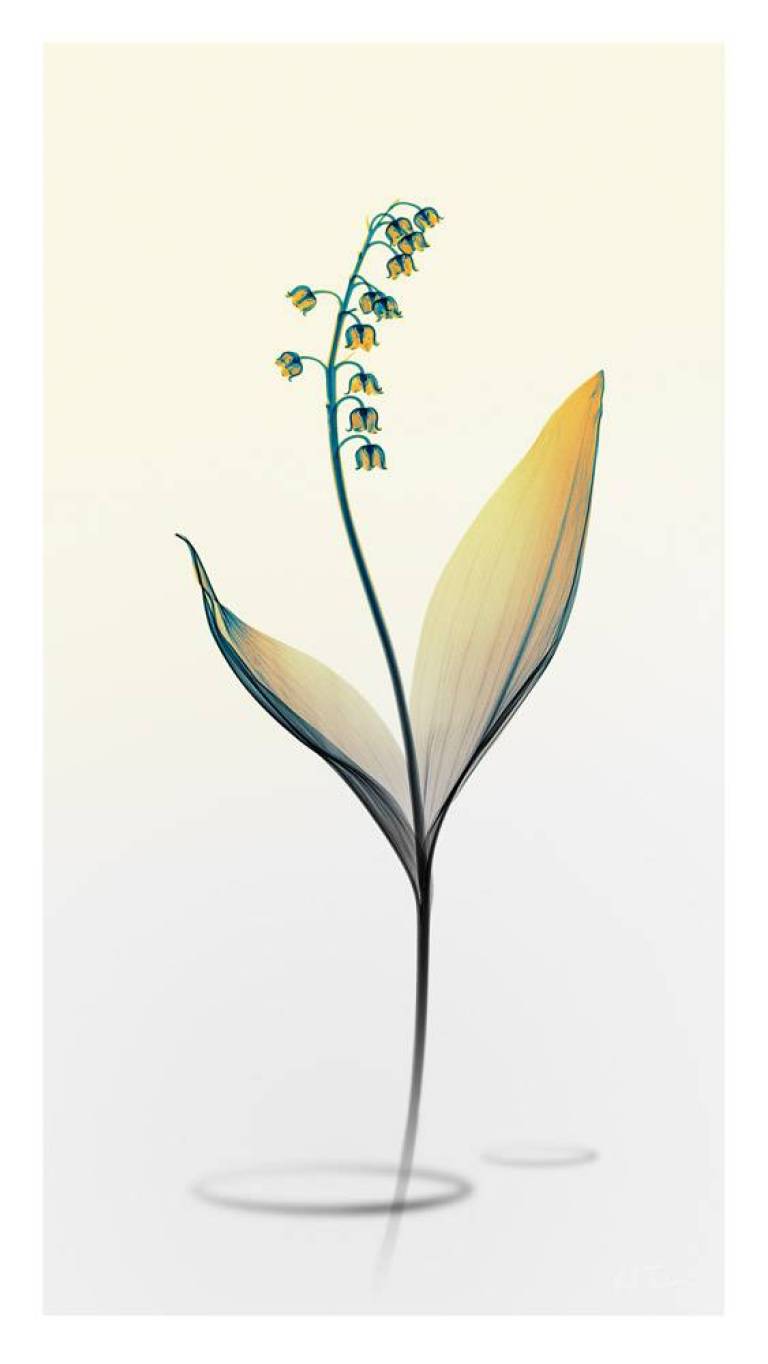 LOVEIIR #11 - Hugh Turvey