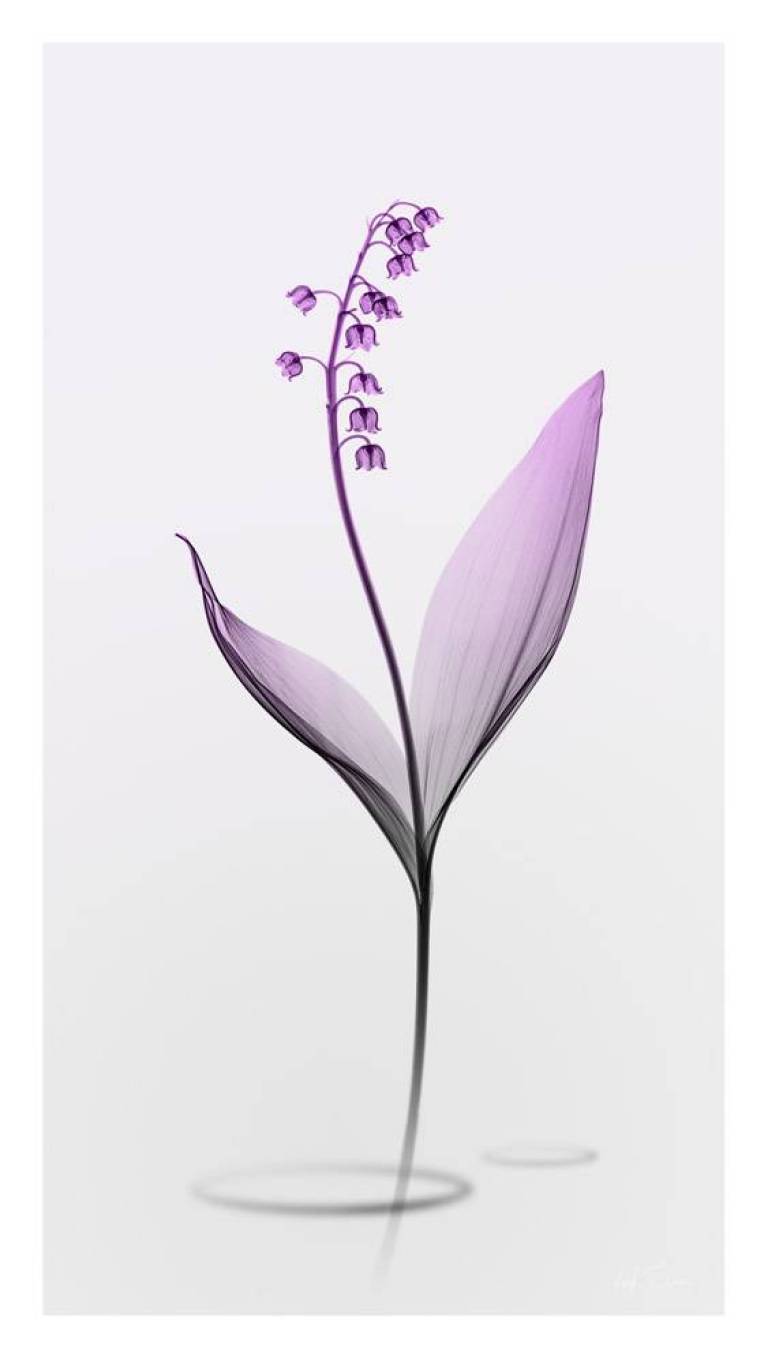 LOVEIIR #11 - Hugh Turvey