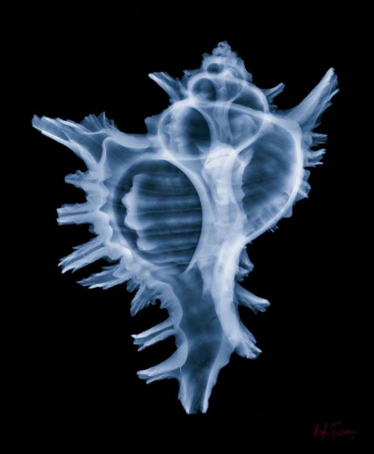 Conch C-Sharp - Hugh Turvey