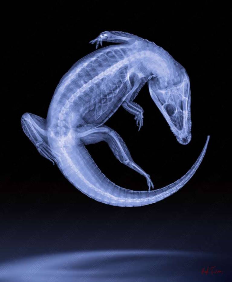 Dance By The Light Of The Moon - Hugh Turvey