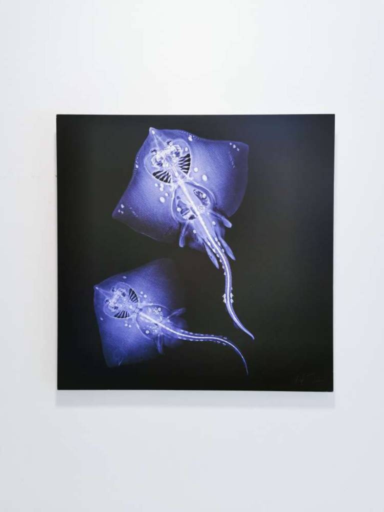 Thornback Rays ♀♂ - Hugh Turvey