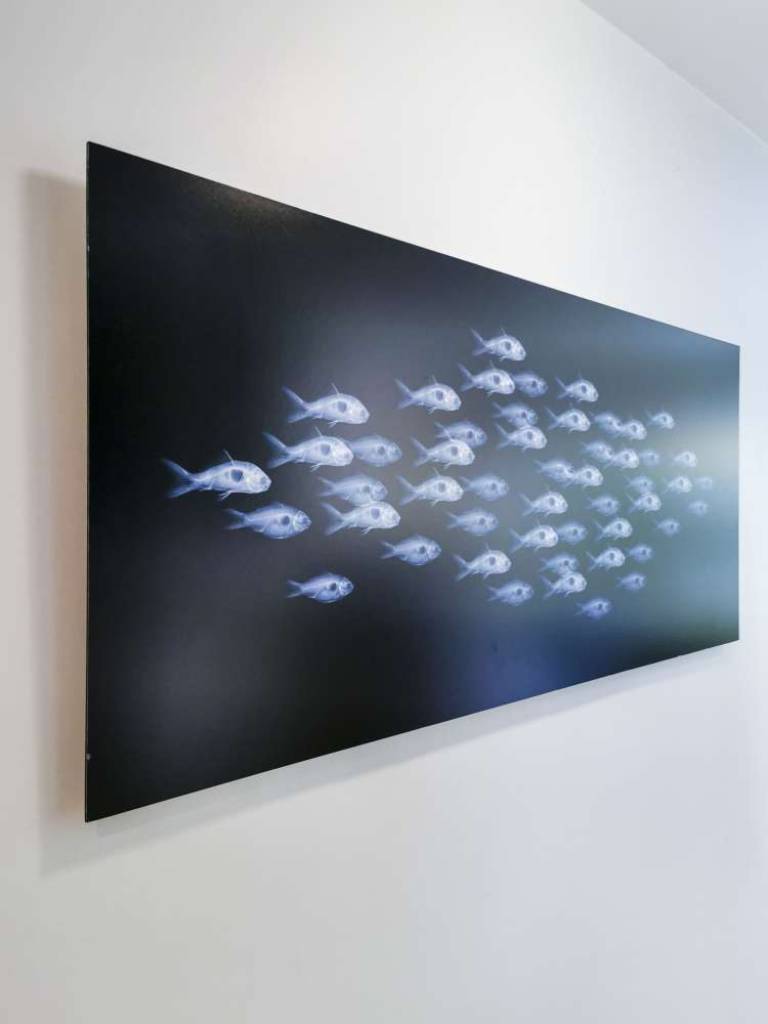 Shoaling & Schooling - Hugh Turvey