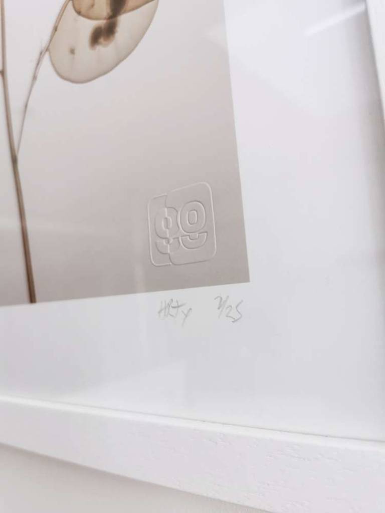 ゴウダソウ GENUS LUNARIA - Hugh Turvey