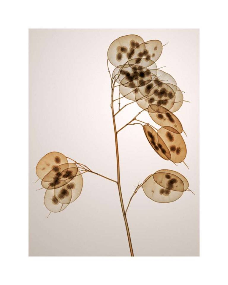 ゴウダソウ GENUS LUNARIA - Hugh Turvey