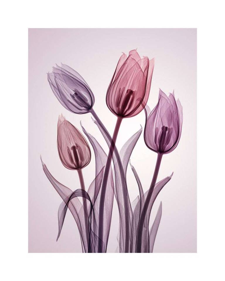 チューリップ  GENUS TULIPA, #2/25 - Hugh Turvey