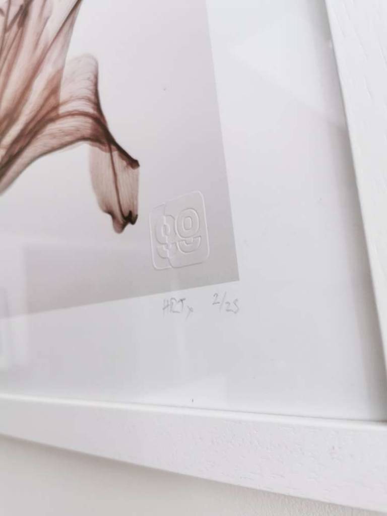 萓 GENUS HEMEROCALLIS - Hugh Turvey