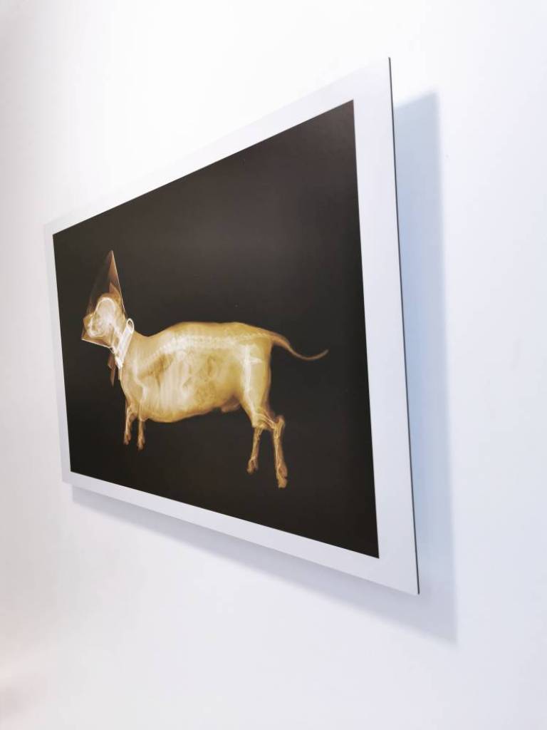 DACHSHUND VERTIGO - Hugh Turvey