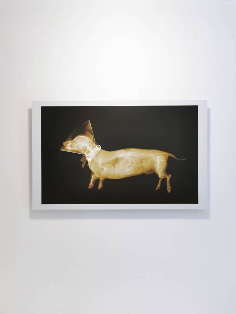 DACHSHUND VERTIGO - Hugh Turvey