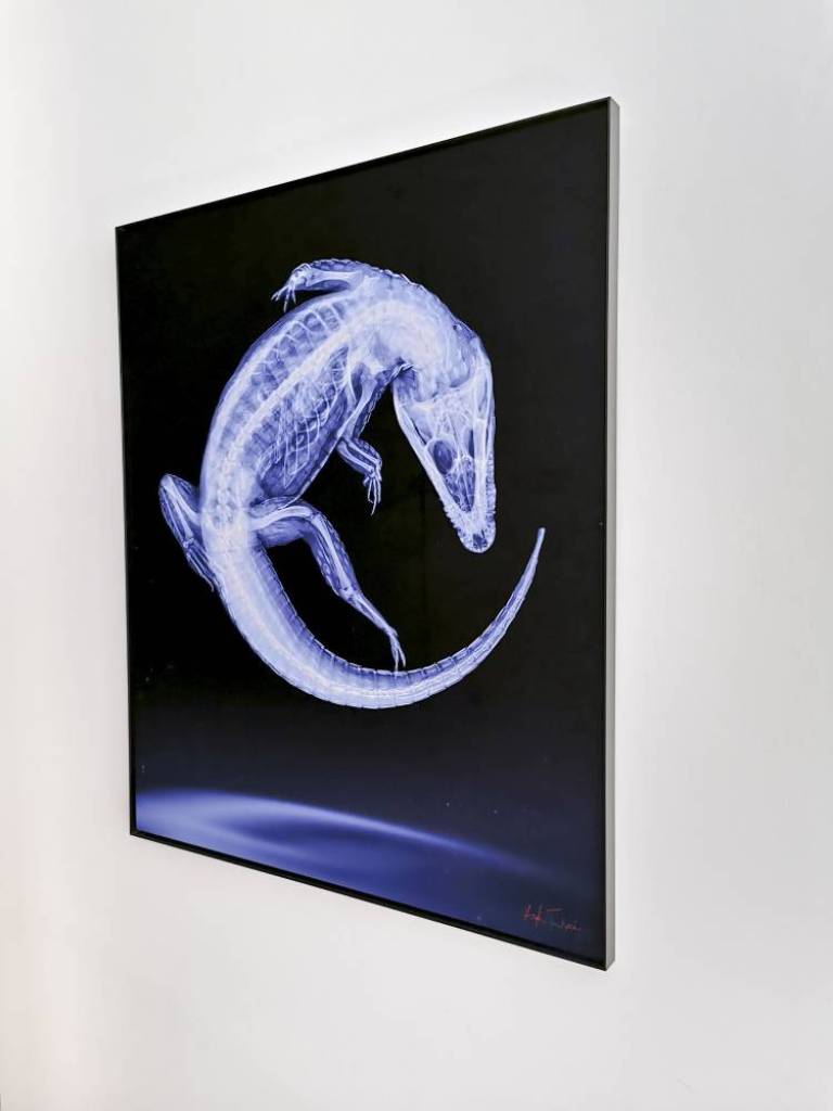 Dance By The Light Of The Moon - Hugh Turvey