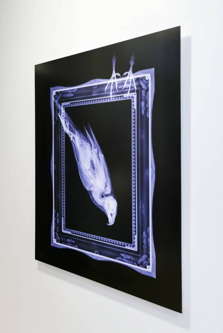 Freeze Frame - Hugh Turvey