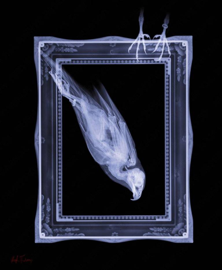 Freeze Frame - Hugh Turvey