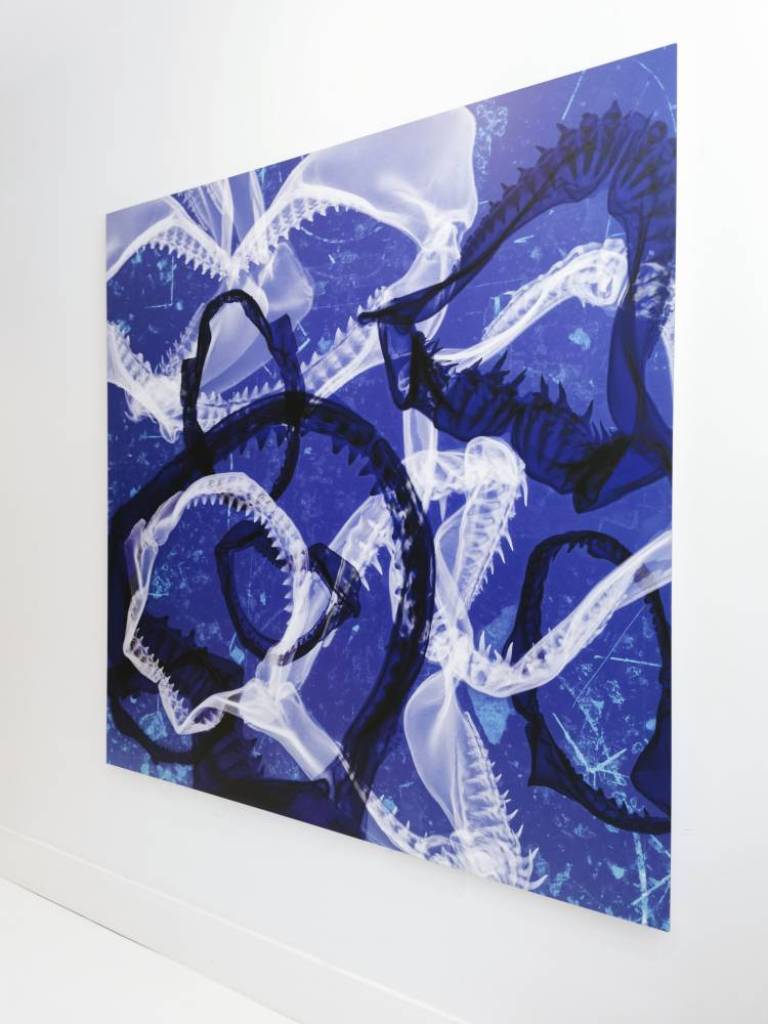 Frenzy - Hugh Turvey