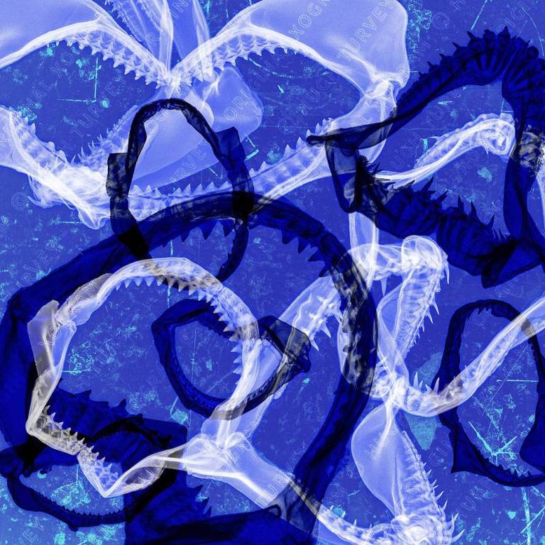 Frenzy - Hugh Turvey