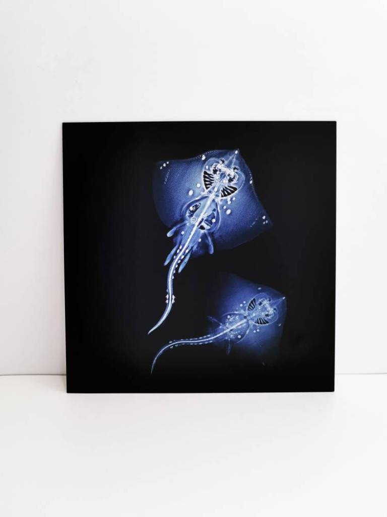 Male and Female Thornback - Hugh Turvey