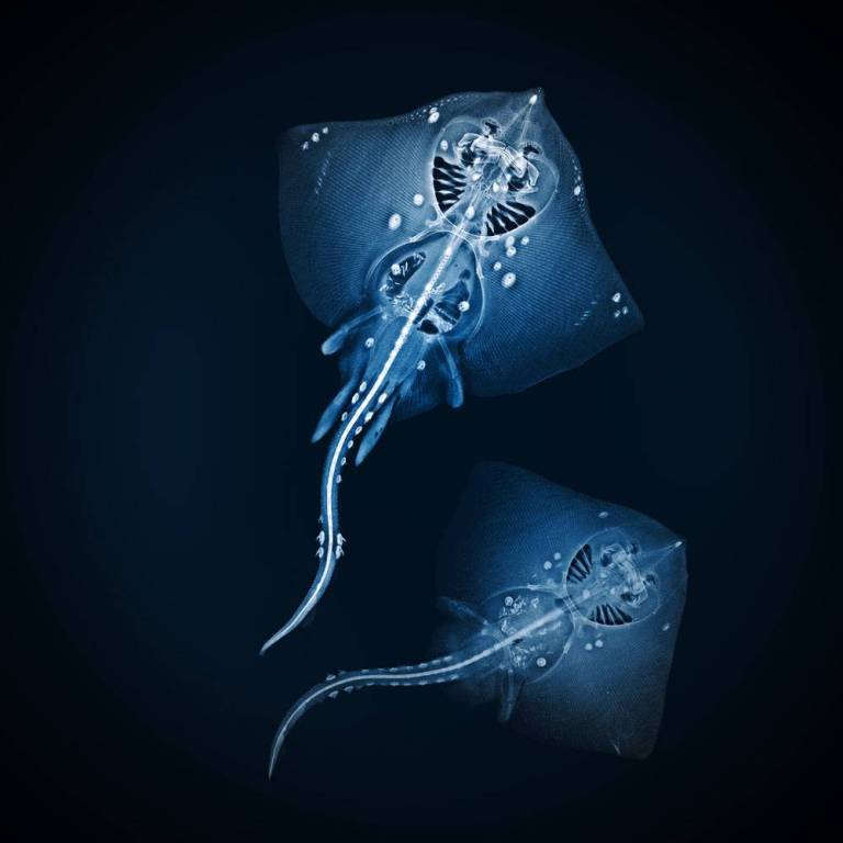 Male and Female Thornback - Hugh Turvey