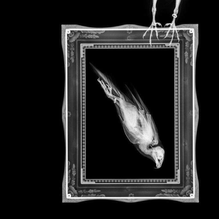 The Fastest Sagittal - Hugh Turvey