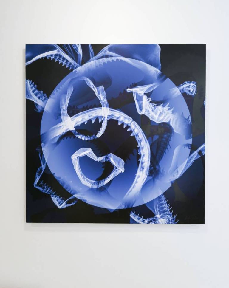 Too Many Mouths - Hugh Turvey