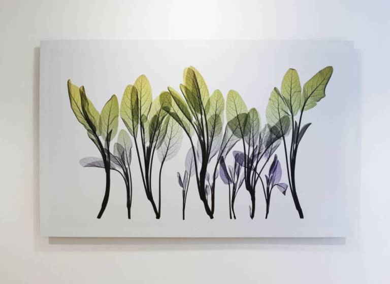 Sage Composition - Hugh Turvey