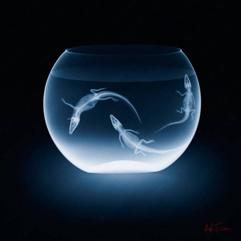 Air - Hatchlings - Hugh Turvey