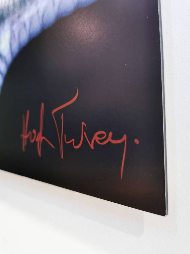 Echinoderms - Hugh Turvey