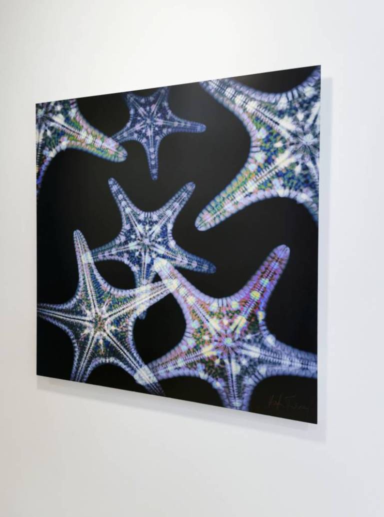 Echinoderms - Hugh Turvey