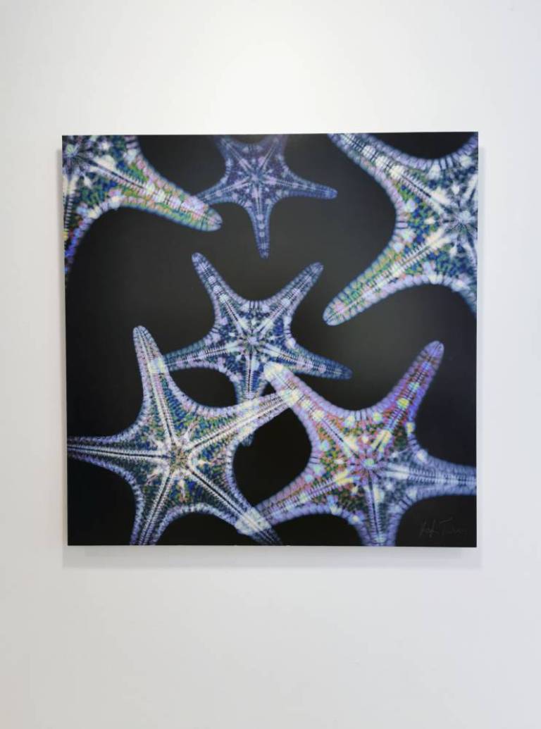 Echinoderms - Hugh Turvey